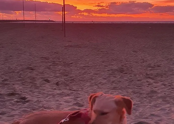 Appartamento Domusauroom, Relax Nel Cuore Della Versilia - Pet Friendly Viareggio