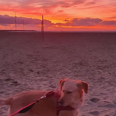 アパート Domusauroom, Relax Nel Cuore Della Versilia - Pet Friendly ヴィアレッジョ